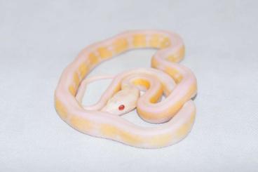 Pythons kaufen und verkaufen Foto: Reticulated Netzpython Python reticulatus 