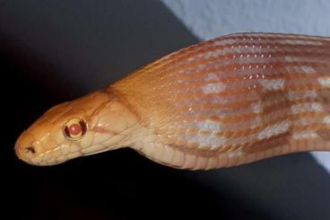Nattern ungiftige kaufen und verkaufen Foto: 1.0 T+ Albino Strahlennatter Coelognathus radiatus Nattern ungiftige kaufen und verkaufen Foto: 1.0 T+ Albino Strahlennatter Coelognathus radiatus