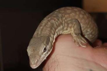Warane kaufen und verkaufen Foto: Varanus acanthurus / Stachelschwanzwaran Warane kaufen und verkaufen Foto: Varanus acanthurus / Stachelschwanzwaran