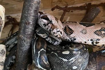 Boas kaufen und verkaufen Photo: 2 weibliche Boa c. Imperator abzugeben 4 und 6 Jahre