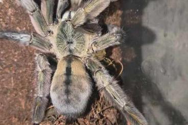 - bird spiders kaufen und verkaufen Photo: Verschiedene Vogelspinnen