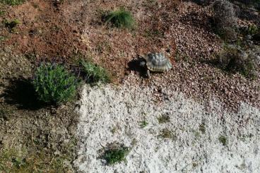 Schildkröten  kaufen und verkaufen Foto: WhatsApp Gruppe Landschildkröten & Wasserschildkröten 