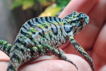 Lizards kaufen und verkaufen Photo: Looking for Furcifer lateralis 