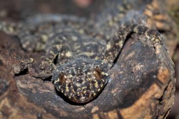 Geckos kaufen und verkaufen Photo: Australien Leaftail Geckos