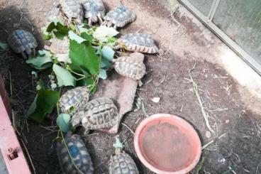 Schildkröten  kaufen und verkaufen Foto: Griechische Landschildkröte 