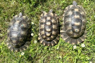 Landschildkröten kaufen und verkaufen Foto: 1,2 Testudo marginata adult eierlgend