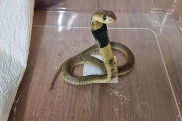 Venomous snakes kaufen und verkaufen Photo: Versch. Giftschlangen abzugeben 