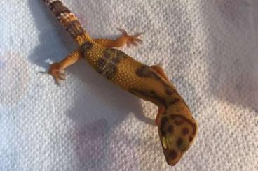 Geckos kaufen und verkaufen Foto: Leopardgecko-Jungtiere Nachzucht 2019