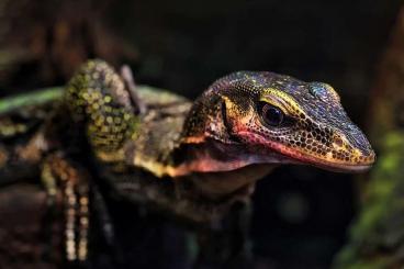 Warane kaufen und verkaufen Foto: Varanus Indicus/melinus/jobiensis/rudicollis/dumerili 