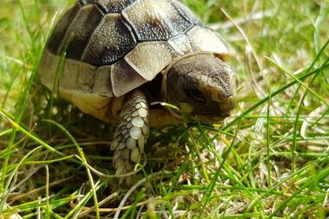 Landschildkröten kaufen und verkaufen Foto: Breitrandschildkröten NZ 2020