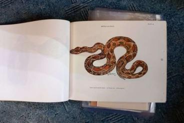 Books & Magazines kaufen und verkaufen Photo: Herpetologie,A colored Atlas of some Vertebrales from Ceylons Snakes 