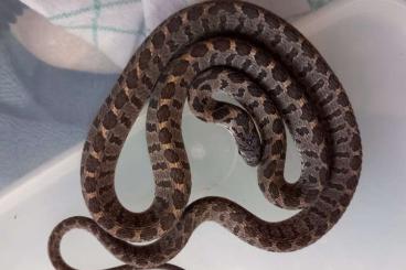 Colubrids kaufen und verkaufen Photo: Eierschlange, Dasypeltis scabra, eggs eating snake Colubrids kaufen und verkaufen Photo: Eierschlange, Dasypeltis scabra, eggs eating snake