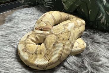 Ball Pythons kaufen und verkaufen Photo: Königspython Banana männchen