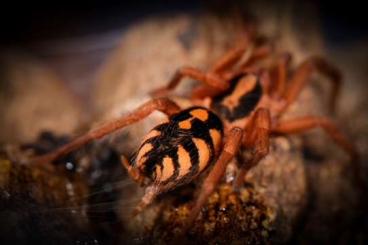 Vogelspinnen kaufen und verkaufen Foto: Tarantulas, Females, Males, Unsexed, Blaptica dubia, Ephebopus