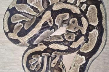 Ball Pythons kaufen und verkaufen Photo: 2.3 Königspythons abzugeben Ball Pythons kaufen und verkaufen Photo: 2.3 Königspythons abzugeben