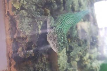 Warane kaufen und verkaufen Foto: 1.0 Malachit Stachelleguan/ Sceloporus malachiticus 