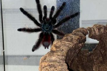 - bird spiders kaufen und verkaufen Photo: Avicularia Versicolor 4 Jahre unbestimmt