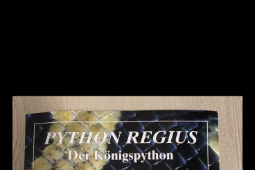 Snakes kaufen und verkaufen Photo: Königspython in liebevolle Hände abzugeben.