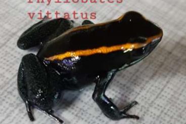 Poison dart frogs kaufen und verkaufen Photo: Gestreifter Blattsteiger 