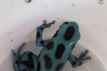 Poison dart frogs kaufen und verkaufen Photo: Goldbaumsteiger Frösche versch.Varianten