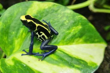 Pfeilgiftfrösche kaufen und verkaufen Foto: Färberfrösche Dendrobates tinctorius nominat 