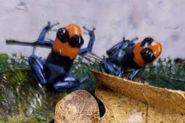 Poison dart frogs kaufen und verkaufen Photo: Rot-Blauer Baumsteiger Ranitomeya benedickta 