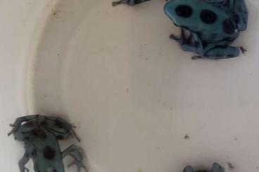 Poison dart frogs kaufen und verkaufen Photo: Goldbaumsteiger Dendrobates auratus El Cope 