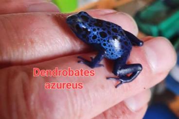 Pfeilgiftfrösche kaufen und verkaufen Foto: Blauer Baumsteiger , Dendrobates azureus 