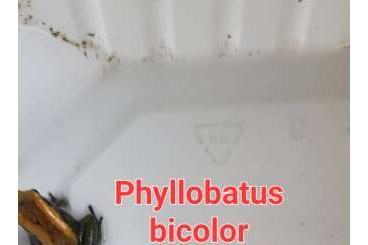 Poison dart frogs kaufen und verkaufen Photo: Zweifarbiger Blattsteiger, Phyllobates bicolor gelb 
