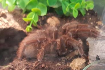 Vogelspinnen kaufen und verkaufen Foto: 0,1 Pamphobeteus sp. machala