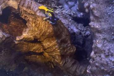 Poison dart frogs kaufen und verkaufen Photo: Dendrobates tinctorius "Brasilianer"