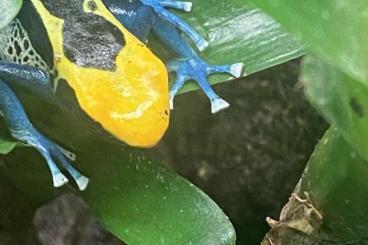 Pfeilgiftfrösche kaufen und verkaufen Foto: Dendrobates tinctorius Brasilianer