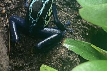 Poison dart frogs kaufen und verkaufen Photo:  tinctorius robertus 1 Jahr alt