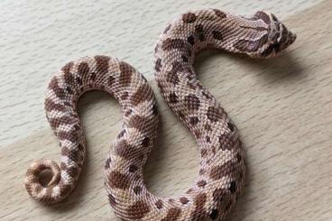 Snakes kaufen und verkaufen Photo: 1.0 Heterodon n. nasicus 
