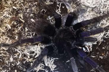 - bird spiders kaufen und verkaufen Photo: 1.1 Pamphobeteus insignis columbia 