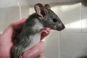 Exotic mammals kaufen und verkaufen Photo: Hausratten (Rattus rattus)