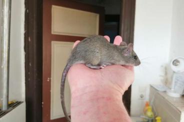 Exotic mammals kaufen und verkaufen Photo: Hausratten (Rattus rattus) zu verschenken! 