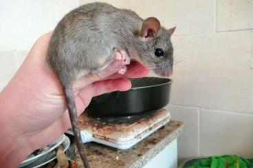 Exotische Säuger kaufen und verkaufen Photo: Hausratten (Rattus rattus) 