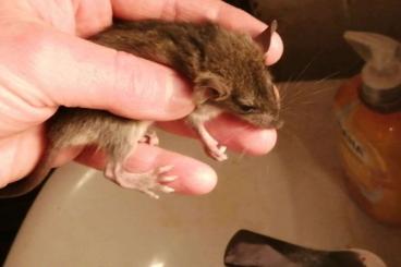 Exotic mammals kaufen und verkaufen Photo: Rattus rattus - Hausratte Exotic mammals kaufen und verkaufen Photo: Rattus rattus - Hausratte