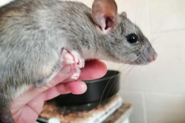 Exotische Säuger kaufen und verkaufen Photo: Hausratten (Rattus rattus) 