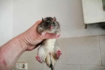 Exotische Säuger kaufen und verkaufen Foto: Hausratten (Rattus rattus) Exotische Säuger kaufen und verkaufen Foto: Hausratten (Rattus rattus)