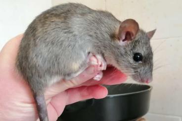 Exotische Säuger kaufen und verkaufen Foto: Hausratten (Rattus rattus) Exotische Säuger kaufen und verkaufen Foto: Hausratten (Rattus rattus)