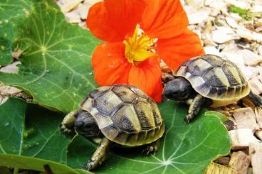 Landschildkröten kaufen und verkaufen Foto: Griechische Landschildkröte Testudo hermanni