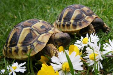 Landschildkröten kaufen und verkaufen Foto: griechische Landschildkröten testudo hermanni THB