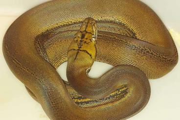 Snakes kaufen und verkaufen Photo: Golden Child Netzpyton (Weiblich) Snakes kaufen und verkaufen Photo: Golden Child Netzpyton (Weiblich)