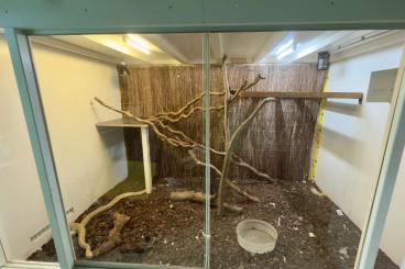 Terrarien kaufen und verkaufen Foto: XXL Terrarium 3 x 2 x 2m 