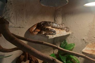 Nattern ungiftige kaufen und verkaufen Foto: 2 Kornnattern,Einzelabgabe möglich, mit (oder ohne) gr. Eckterrarium Nattern ungiftige kaufen und verkaufen Foto: 2 Kornnattern,Einzelabgabe möglich, mit (oder ohne) gr. Eckterrarium