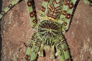 Spiders and Scorpions kaufen und verkaufen Photo: HETEROPODA BOIEI - RARE!!!