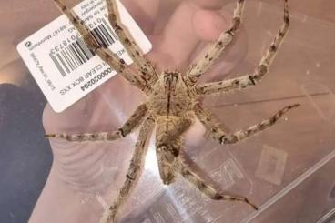 Spiders and Scorpions kaufen und verkaufen Photo: HETEROPODA BOIEI - RARE !!!