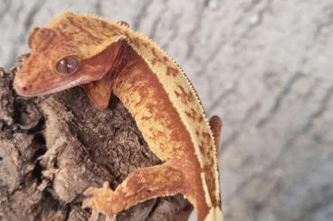 Echsen  kaufen und verkaufen Foto: 4.4 correlophus Ciliatus/crested gecko